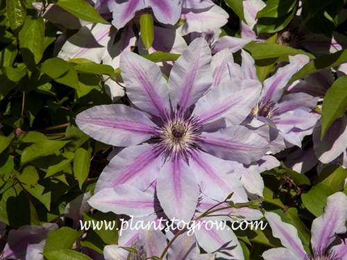Clematis Nelly Moser
The large pink tepals with a center stripe.
(May 9)